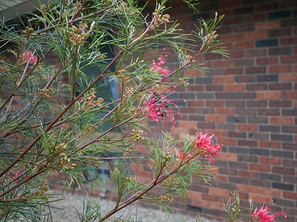 A grevillea with open foliage